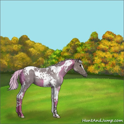 Horse Color:Silver Blue Roan Tobiano 