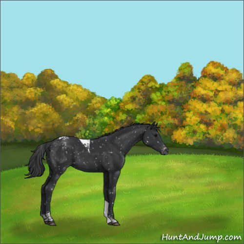 Horse Color:Black Tobiano Appaloosa 