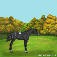 Horse Color:Black Tobiano Appaloosa
