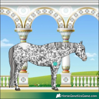 Horse Color:Black Tobiano Appaloosa 