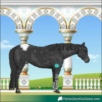 Horse Color:Black Tobiano Appaloosa 