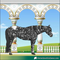 Horse Color:Black Tobiano Snowcap