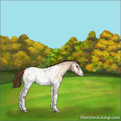 Horse Color:White Spotted Red Dun Roan Onyx Appaloosa Rabicano 