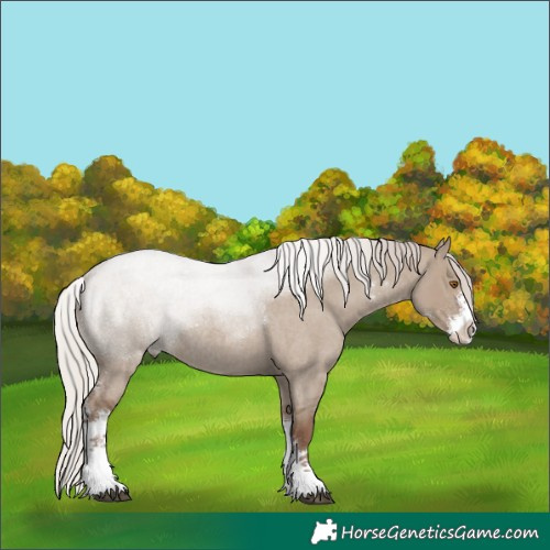 Horse Color:Silver Grullo Roan Sabino Rabicano 
