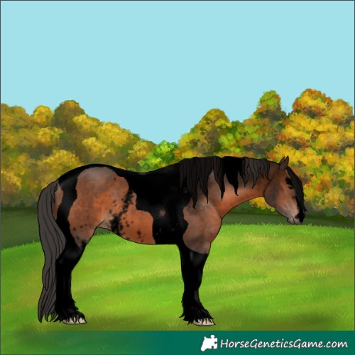 Horse Color:Void White Spotted Brown Tobiano 