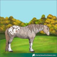Horse Color:White Spotted Bay Ice Dun Appaloosa Rabicano 