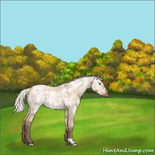 Horse Color:Silver Bay Ice Roan Dun 