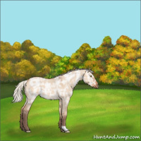 Horse Color:Silver Bay Ice Roan Dun 