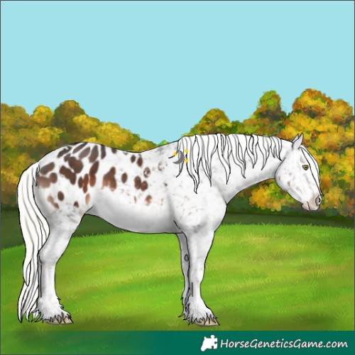 Horse Color:White Spotted Liver Chestnut Mushroom Sabino Appaloosa 