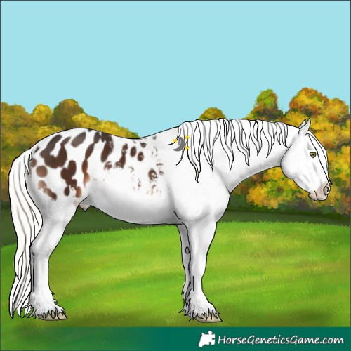 Horse Color:White Spotted Liver Chestnut Mushroom Sabino Blanket