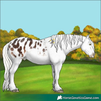Horse Color:White Spotted Liver Chestnut Mushroom Sabino Appaloosa