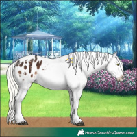 Horse Color:White Spotted Liver Chestnut Mushroom Sabino Appaloosa