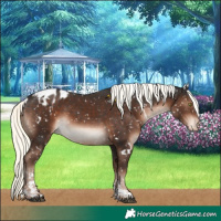 Horse Color:White Spotted Liver Chestnut Mushroom Sabino Appaloosa