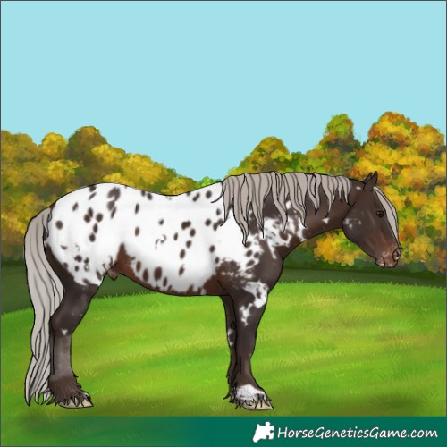 Horse Color:White Spotted Silver Brown Appaloosa 