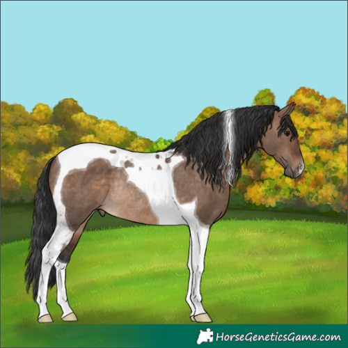 Horse Color:Brown Dun Tobiano Rabicano 