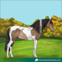 Horse Color:Brown Dun Tobiano Rabicano 