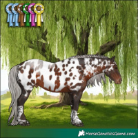 Horse Color:White Spotted Silver Brown Tobiano Near Leopard 