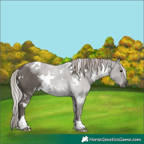 Horse Color:White Spotted Silver Black 