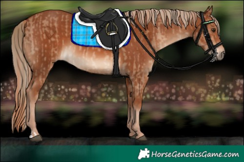 Horse Color:Red Dun and Chestnut