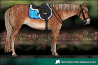 Horse Color:Red Dun and Chestnut