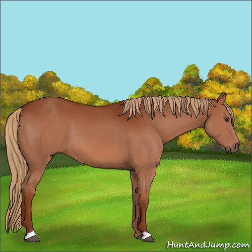 Horse Color:Chestnut 