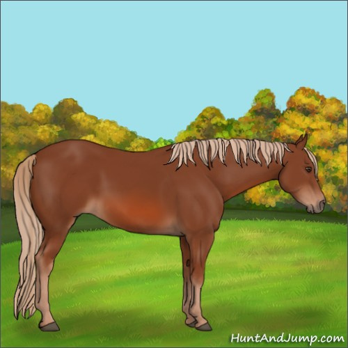 Horse Color:Chestnut 