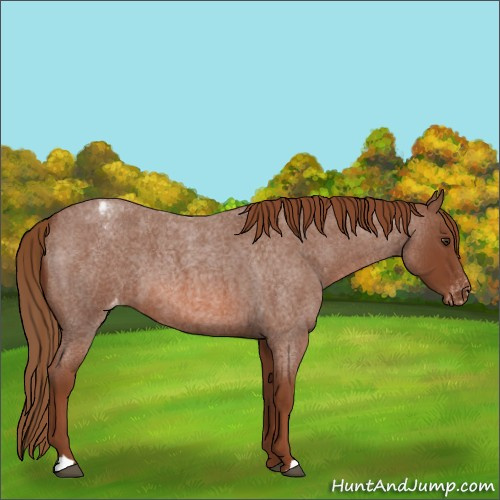 Horse Color:Red Roan Appaloosa 