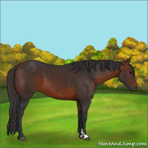 Horse Color:Bay 