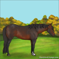 Horse Color:Bay 