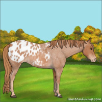 Horse Color:Red Roan Appaloosa