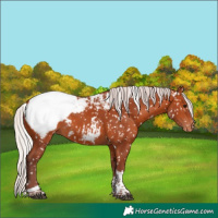 Horse Color:White Spotted Chocolate Silver Bay Tobiano Snowcap 