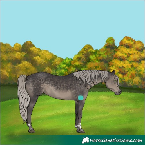 Horse Color:Silver Smoky Black Tobiano 