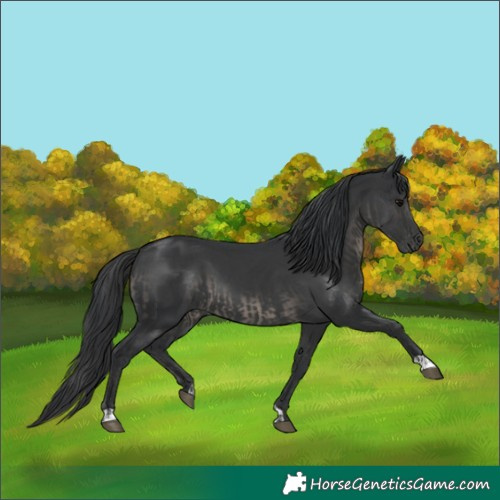 Horse Color:Black  and Black 