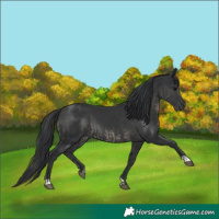 Horse Color:Black and Black