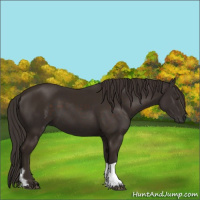 Horse Color:Liver Chestnut and Liver Chestnut