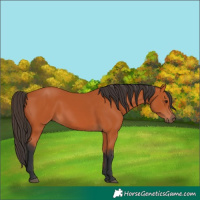 Horse Color:Bay 