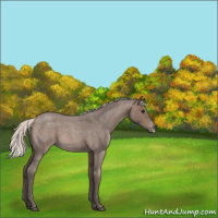 Horse Color:Silver Blue Roan Frame