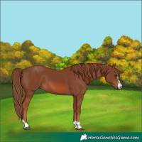 Horse Color:Chestnut 