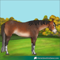 Horse Color:Bay  and Bay Splash 