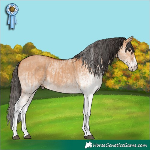 Horse Color:White Spotted Bay Dun Splash  and White Spotted Bay Dun 