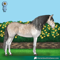 Horse Color:White Spotted Bay Dun Splash and White Spotted Bay Dun