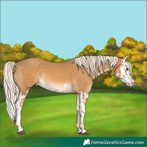 Horse Color:Palomino Splash  and Palomino Splash 