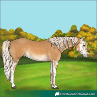 Horse Color:Palomino Splash  and Palomino Splash 