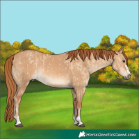 Horse Color:Red Dun  and Red Dun Rabicano 