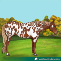 Horse Color:Chestnut Appaloosa