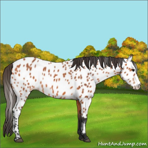 Horse Color:Bay Appaloosa 