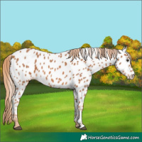 Horse Color:Chestnut Near Leopard 