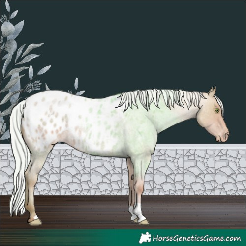 Horse Color:Silver Classic Champagne Roan Blanket