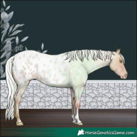 Horse Color:Silver Classic Champagne Roan Appaloosa 