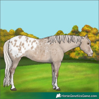 Horse Color:White Spotted Silver Grullo Appaloosa Rabicano 